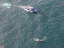 kaikoura (10)